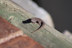 Lygodactylus capensis