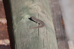Lygodactylus capensis