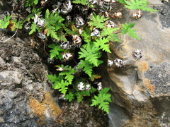 Aleuritopteris argentea argentea