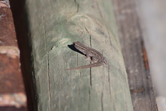 Lygodactylus capensis