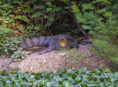 Crocodylus suchus