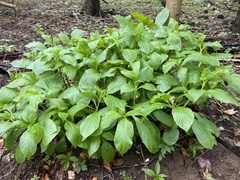 Scopolia carniolica