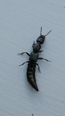 Thyreocephalus