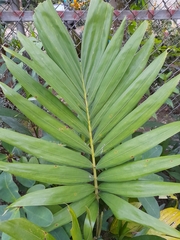 Arecaceae
