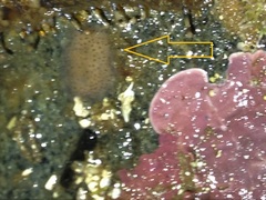 Notoplanidae