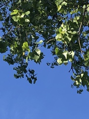 Populus