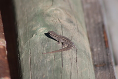 Lygodactylus capensis