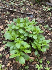 Scopolia carniolica