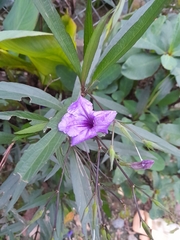 Angiospermae