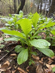 Scopolia carniolica
