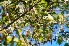 Limenitidinae