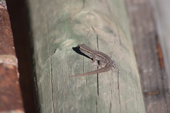 Lygodactylus capensis