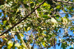 Limenitidinae