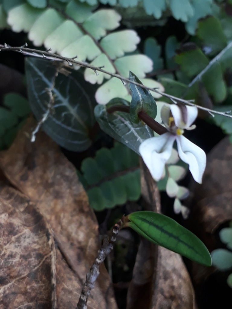 Disperis tripetaloides