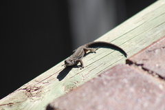 Lygodactylus capensis