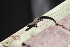 Lygodactylus capensis
