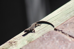 Lygodactylus capensis