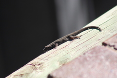 Lygodactylus capensis