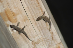 Lygodactylus capensis