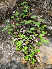 Aleuritopteris argentea argentea