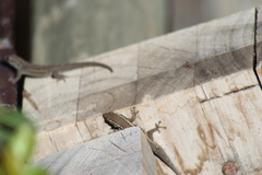 Lygodactylus capensis