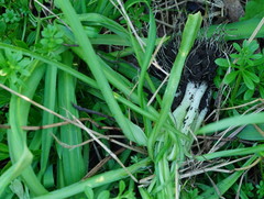 Allium triquetrum