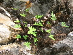 Aleuritopteris argentea argentea