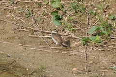 Turdus eunomus