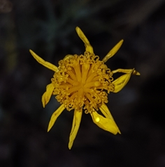 Thymophylla pentachaeta hartwegii