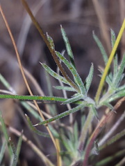 Thymophylla pentachaeta hartwegii