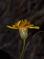 Thymophylla pentachaeta hartwegii