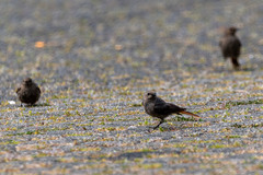 Phoenicurus ochruros