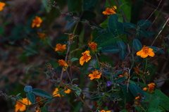 Sclerocarpus divaricatus