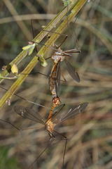 Tipula bezzii