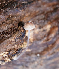 Mycena nargan