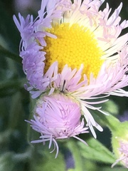 Erigeron