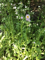 Erigeron