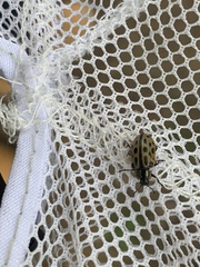 Chrysomela vigintipunctata