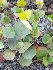 Magnoliopsida