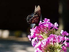 Papilio troilus troilus