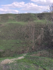 Marmota bobak