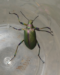 Falsocamaria spectabilis