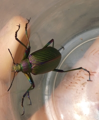 Falsocamaria spectabilis