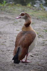 Alopochen aegyptiaca