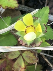 Potentilla indica