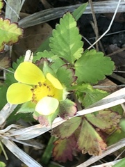 Potentilla indica