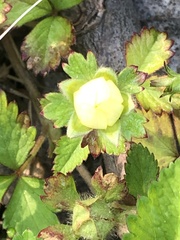 Potentilla indica