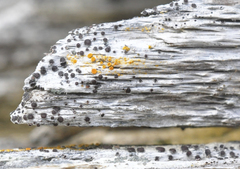 Caloplaca californica