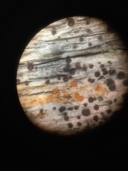 Caloplaca californica