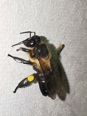 Apis dorsata breviligula